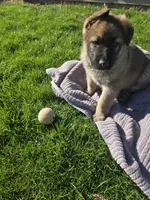 Chuck, a male German Shepherd Dog for sale in Weedsport, NY – Photo 5 of 6