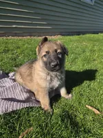 Chuck, a male German Shepherd Dog for sale in Weedsport, NY – Photo 4 of 6