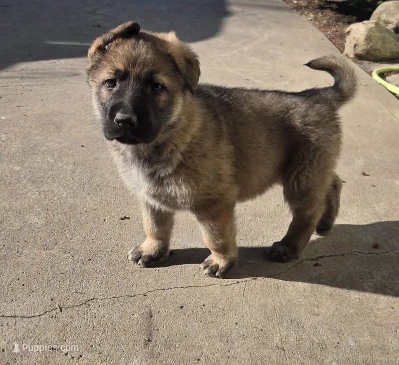 Chuck, a male German Shepherd Dog for sale in Weedsport, NY – Photo 1 of 6