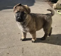 Chuck, a male German Shepherd Dog for sale in Weedsport, NY – Photo 1 of 6