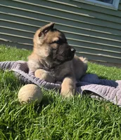 Chuck, a male German Shepherd Dog for sale in Weedsport, NY – Photo 3 of 6