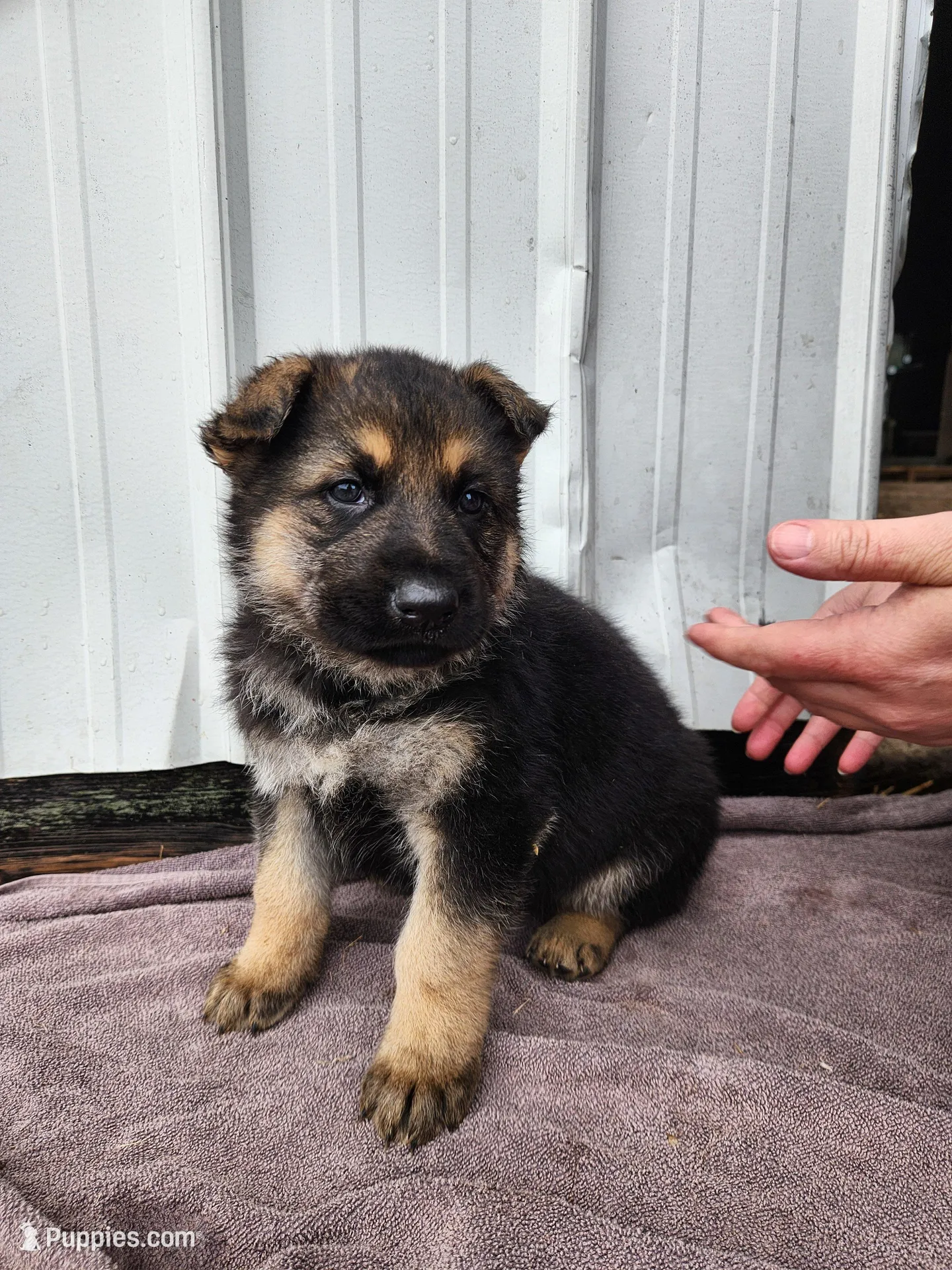 Chewy , a male German Shepherd Dog for sale in Weedsport, NY – Photo 2 of 6