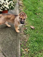 LACY , a female German Shepherd Dog for sale in Weedsport, NY – 5 of 6