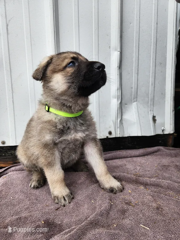 Chief – German Shepherd Dog puppy for sale in Weedsport, NY