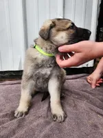 Chief, a male German Shepherd Dog for sale in Weedsport, NY – Photo 4 of 6