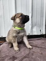 Chief, a male German Shepherd Dog for sale in Weedsport, NY – Photo 6 of 6