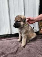 Chief, a male German Shepherd Dog for sale in Weedsport, NY – Photo 5 of 6