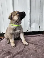 Chief, a male German Shepherd Dog for sale in Weedsport, NY – Photo 3 of 6