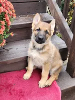 LACY , a female German Shepherd Dog for sale in Weedsport, NY – 6 of 6