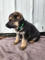 Chewy , a male German Shepherd Dog for sale in Weedsport, NY – Photo 5 of 6