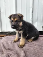 Chewy , a male German Shepherd Dog for sale in Weedsport, NY – Photo 3 of 6