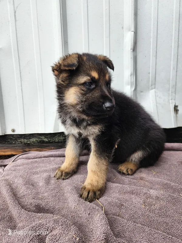 Chewy  – German Shepherd Dog puppy for sale in Weedsport, NY