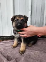 Chewy , a male German Shepherd Dog for sale in Weedsport, NY – Photo 6 of 6
