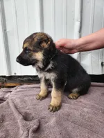 Chewy , a male German Shepherd Dog for sale in Weedsport, NY – Photo 4 of 6