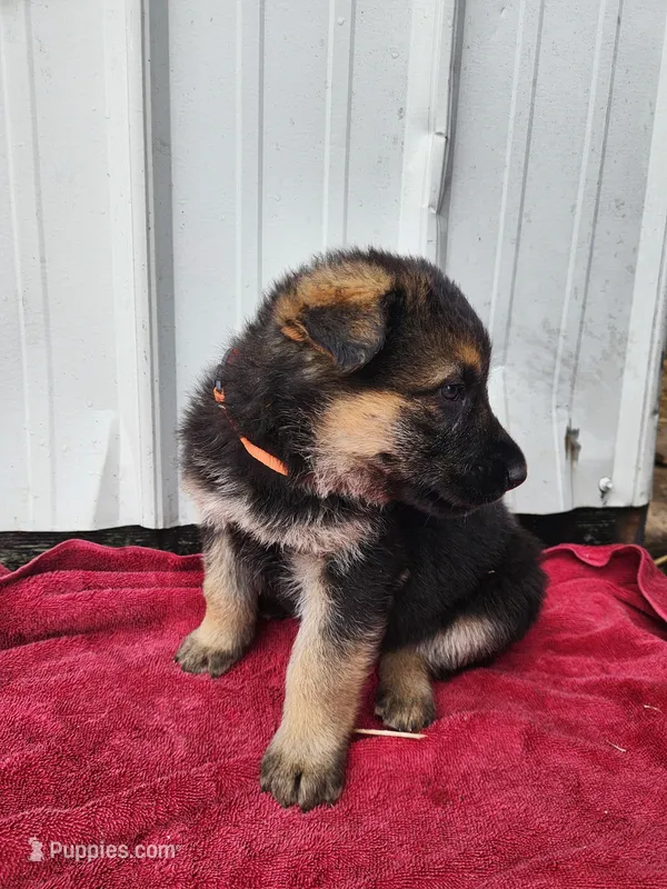 Callie – German Shepherd Dog puppy for sale in Weedsport, NY
