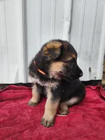 Callie, a female German Shepherd Dog for sale in Weedsport, NY – Photo 1 of 5