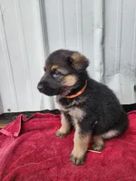 Callie, a female German Shepherd Dog for sale in Weedsport, NY – Photo 4 of 5