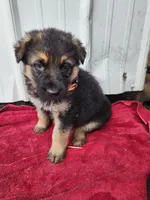 Callie, a female German Shepherd Dog for sale in Weedsport, NY – Photo 5 of 5