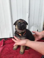 Callie, a female German Shepherd Dog for sale in Weedsport, NY – Photo 2 of 5