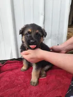 Callie, a female German Shepherd Dog for sale in Weedsport, NY – Photo 3 of 5