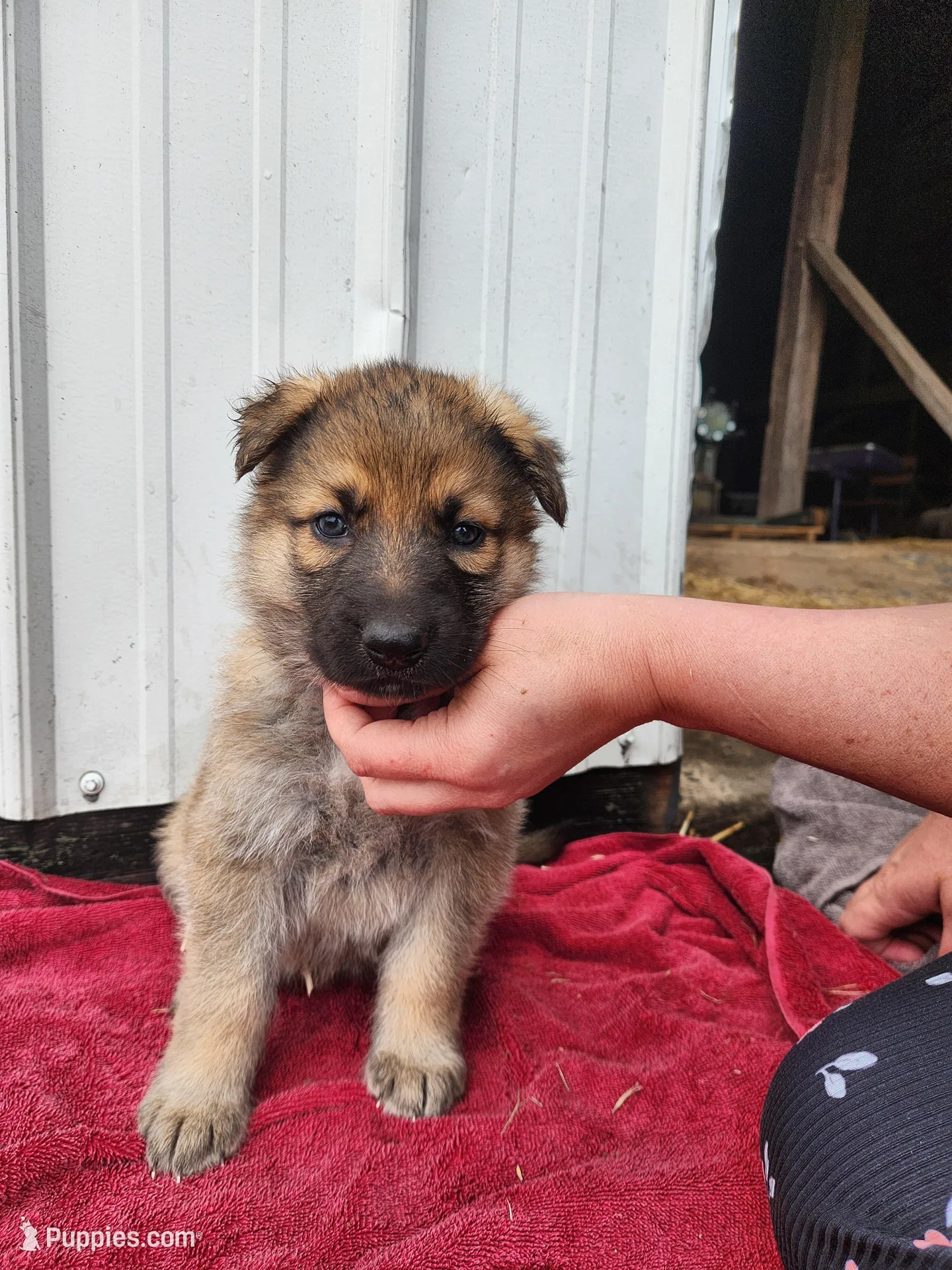 Chloe, a female German Shepherd Dog for sale in Weedsport, NY – Photo 3 of 5