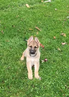 LACY , a female German Shepherd Dog for sale in Weedsport, NY – 4 of 6
