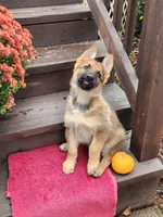 LACY , a female German Shepherd Dog for sale in Weedsport, NY – 2 of 6