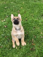LACY , a female German Shepherd Dog for sale in Weedsport, NY – 3 of 6
