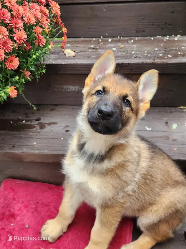 LACY  – German Shepherd Dog puppy for sale in Weedsport, NY