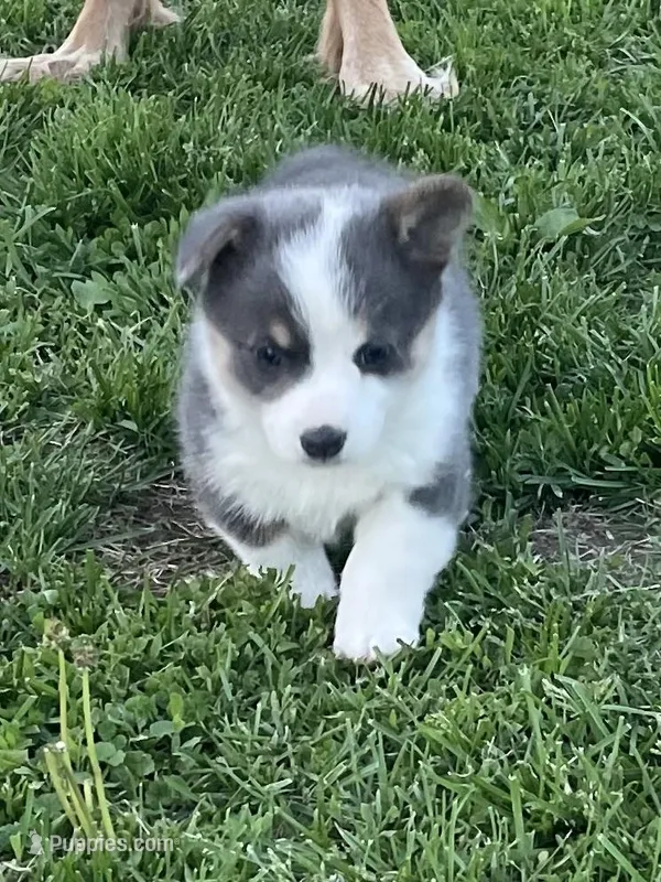 Duchess – Pembroke Welsh Corgi puppy for sale in Danville, OH