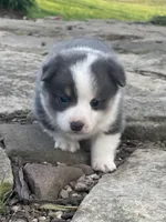 Duchess, a female Pembroke Welsh Corgi for sale in Danville, OH – Photo 2 of 2