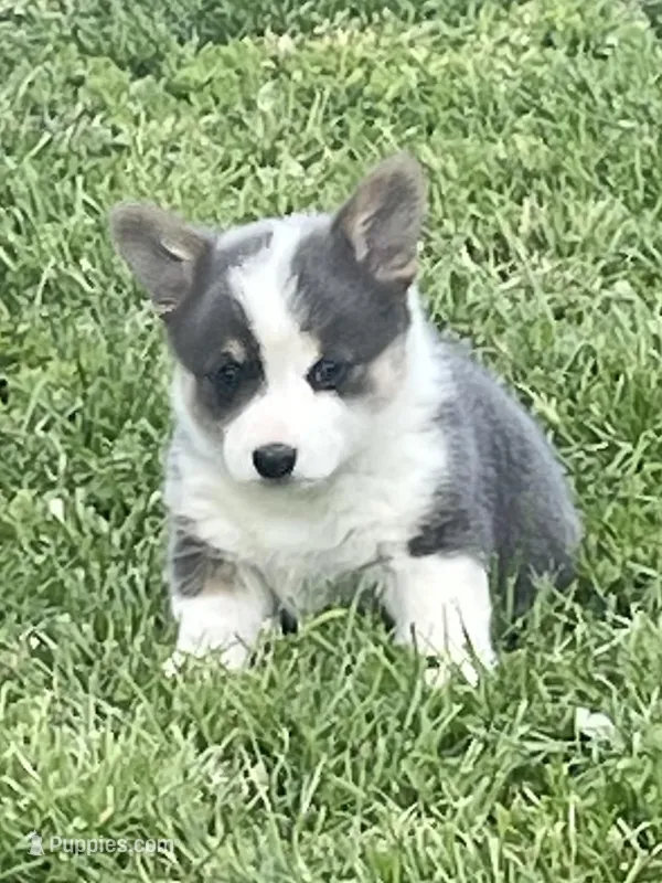 Duchess – Pembroke Welsh Corgi puppy for sale in Danville, OH