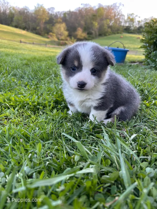 Duchess – Pembroke Welsh Corgi puppy for sale in Danville, OH