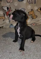 processed/3f5fd0eb-4280-40ad-aad5-e058184b29cf/listing/65822568-1500-4798-b187-1e8b677f3d2c/d5c52816-f902-4c18-bc28-c7f771eb2214