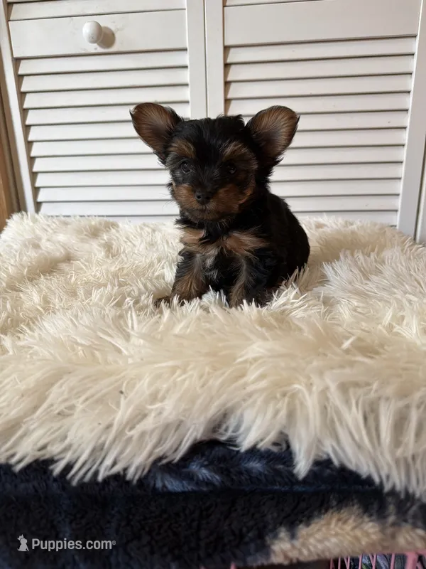 Sassy – Yorkshire Terrier puppy for sale in Mendon, MI