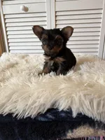 Sassy, a female Yorkshire Terrier for sale in Mendon, MI – 1 of 1