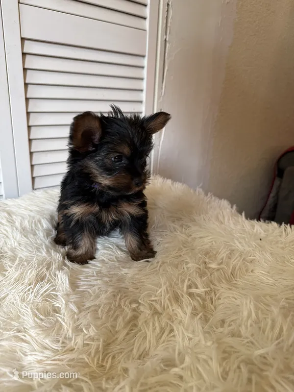 Luna – Yorkshire Terrier puppy for sale in Mendon, MI