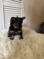 Luna, a female Yorkshire Terrier for sale in Mendon, MI – 1 of 1