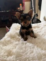 Cooper, a male Yorkshire Terrier for sale in Mendon, MI – 1 of 1