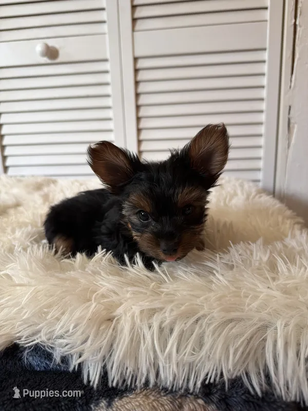 Bean – Yorkshire Terrier puppy for sale in Mendon, MI