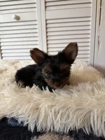 Bean, a male Yorkshire Terrier for sale in Mendon, MI – 1 of 1