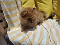 Holly, a female Pomeranian for sale in Cape Coral, FL – Photo 3 of 3