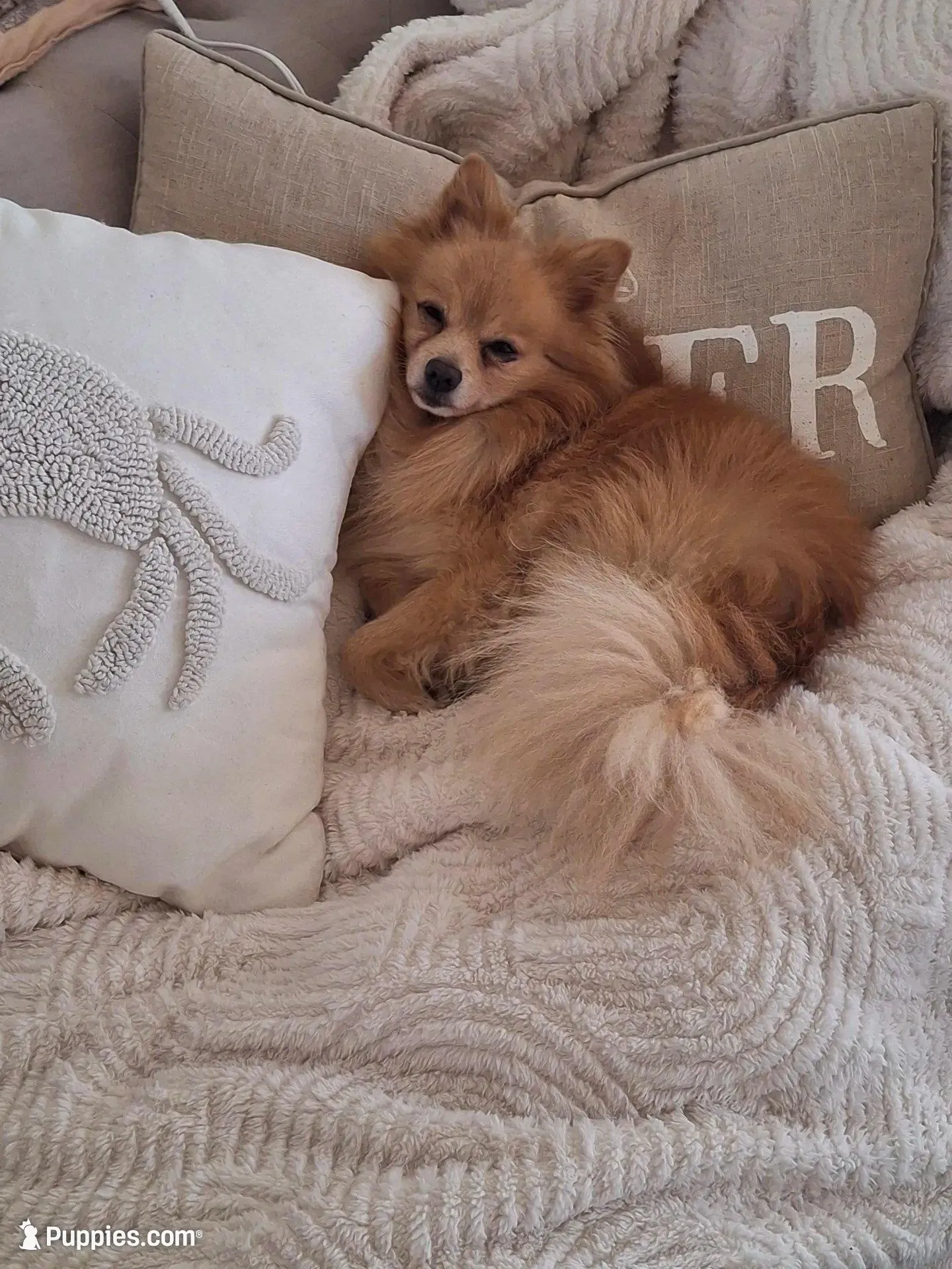 Pearl, a female Pomeranian for sale in Cape Coral, FL – 7 of 7