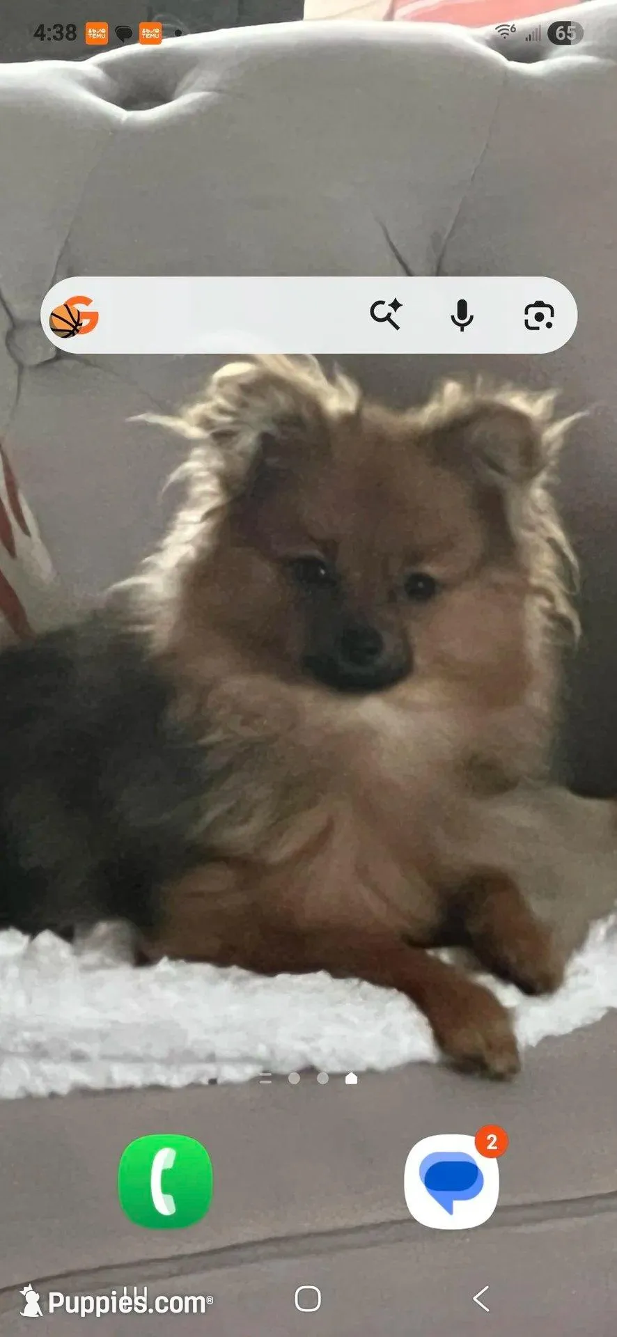 Pearl, a female Pomeranian for sale in Cape Coral, FL – 6 of 7