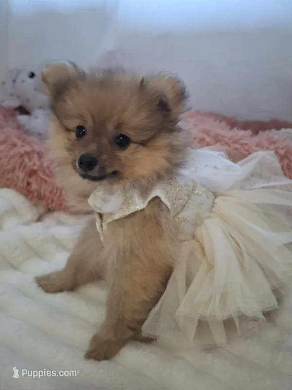 Pearl – Pomeranian puppy for sale in Cape Coral, FL