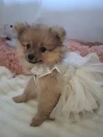 Pearl, a female Pomeranian for sale in Cape Coral, FL – 1 of 7