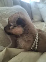 Pearl, a female Pomeranian for sale in Cape Coral, FL – 5 of 7