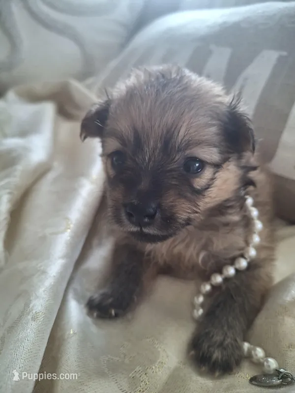 Pearl – Pomeranian puppy for sale in Cape Coral, FL