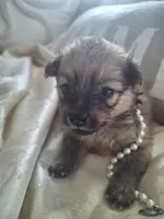 Pearl, a female Pomeranian for sale in Cape Coral, FL – 3 of 7