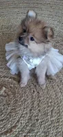 Pearl, a female Pomeranian for sale in Cape Coral, FL – 2 of 7